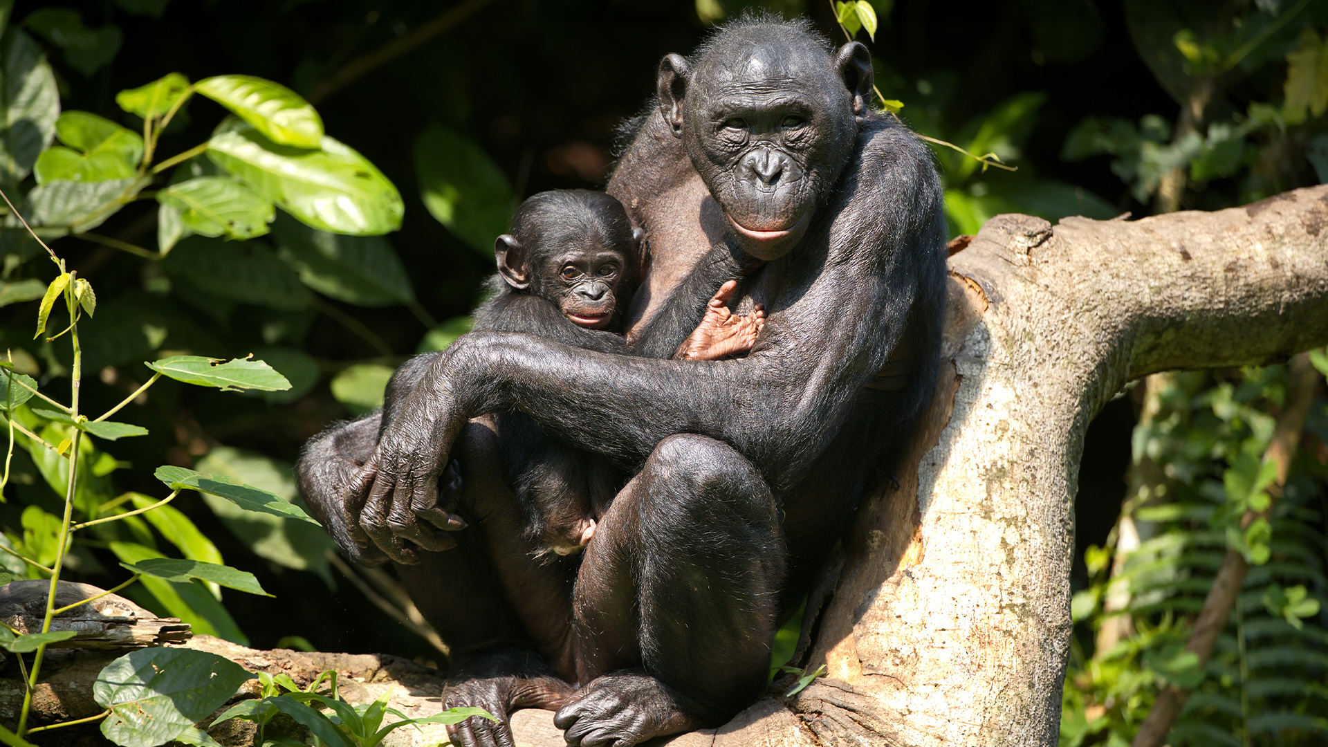 Chimpanzees and Charity