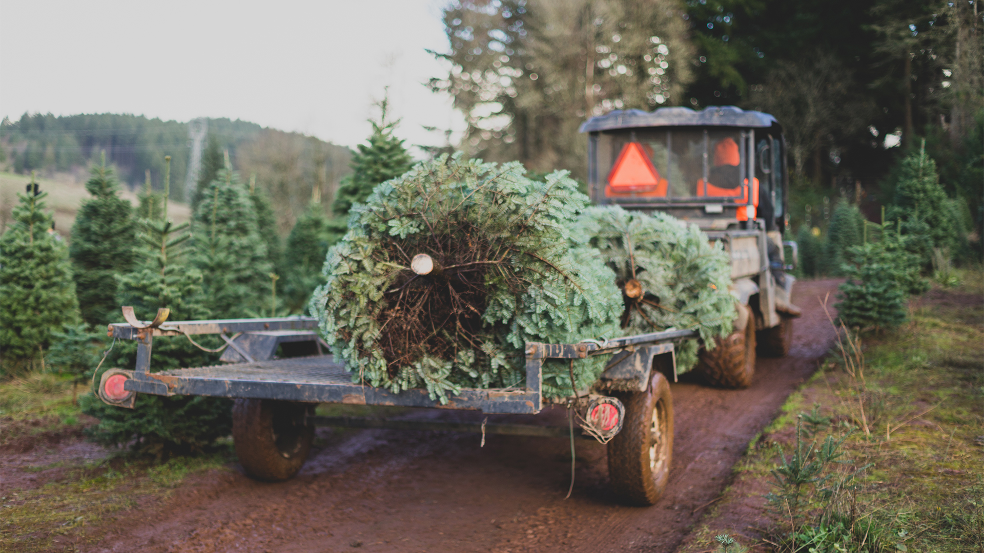 Christmas Tax Breaks for Christmas Trees