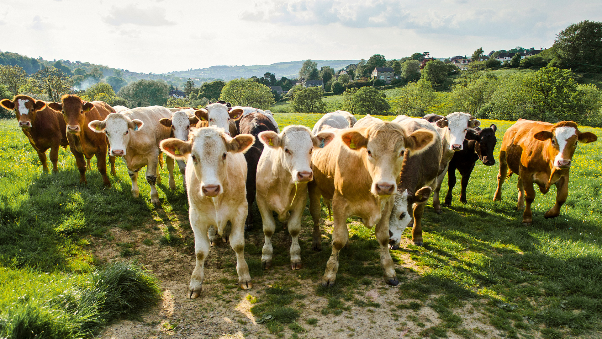 Do Skinny Cows Make Lowfat Cheese?