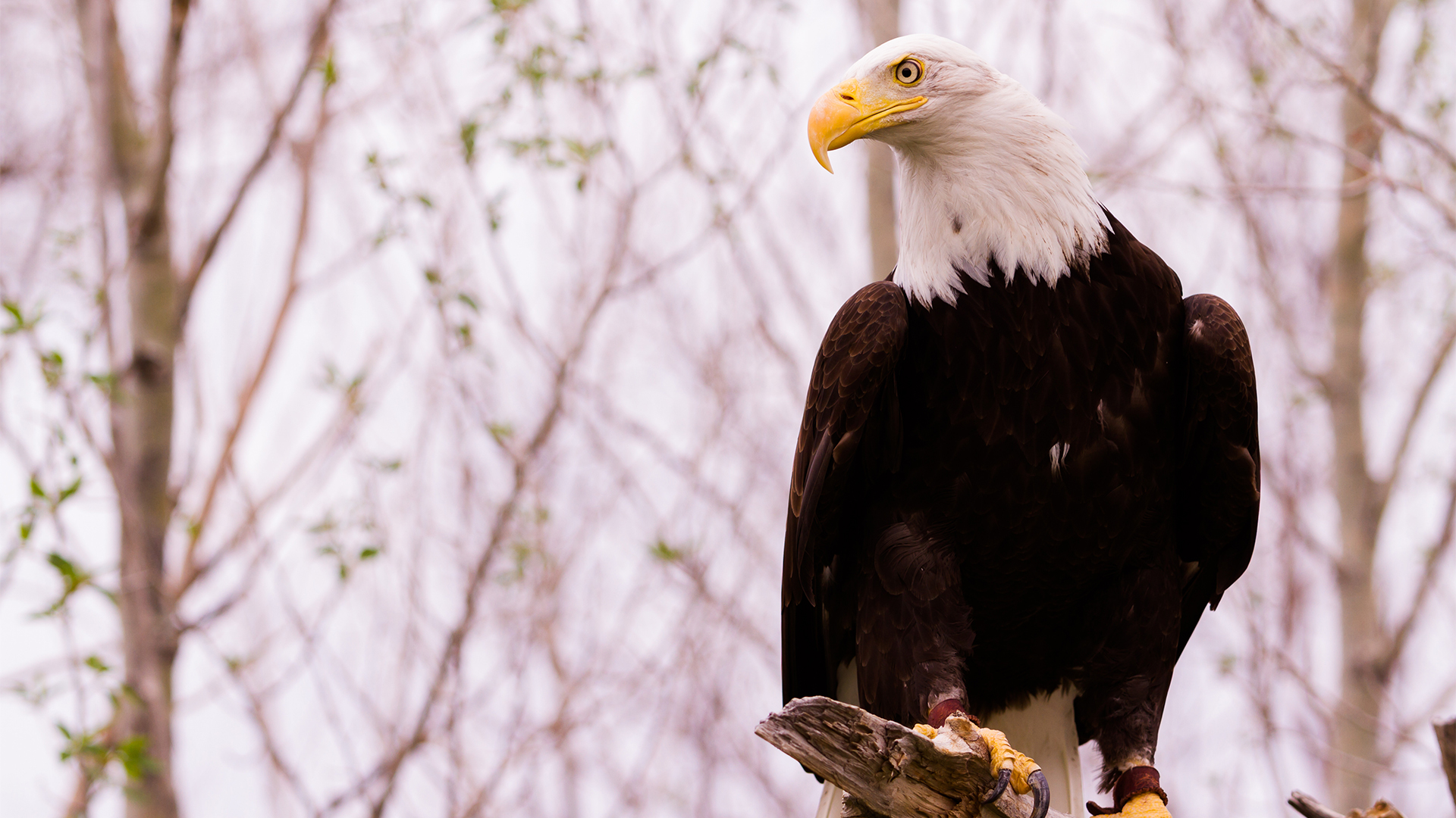Il-eagle Assets?