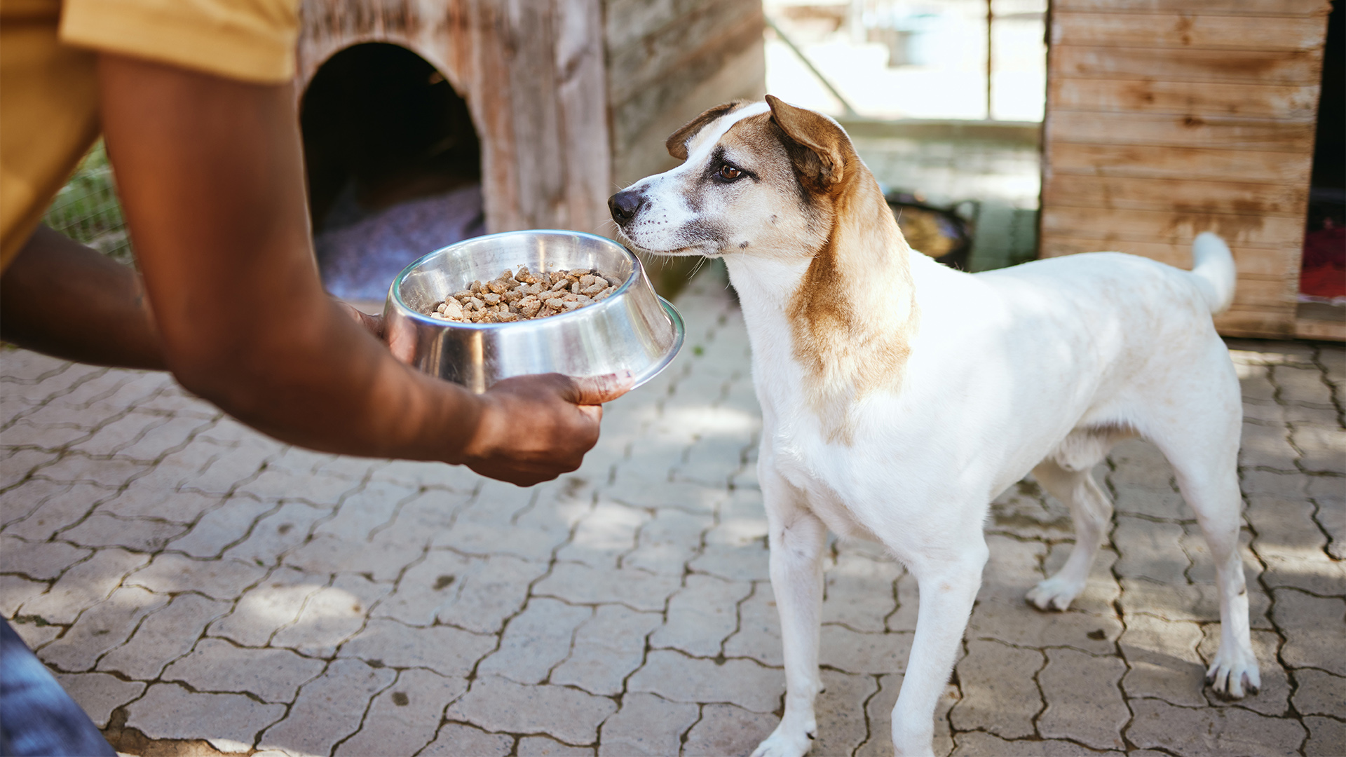 Let the Dogs Take a Bite Out of Your Tax Bill