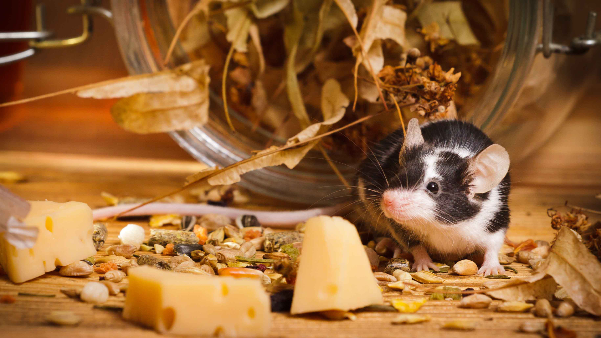 Rats Finding Cheese