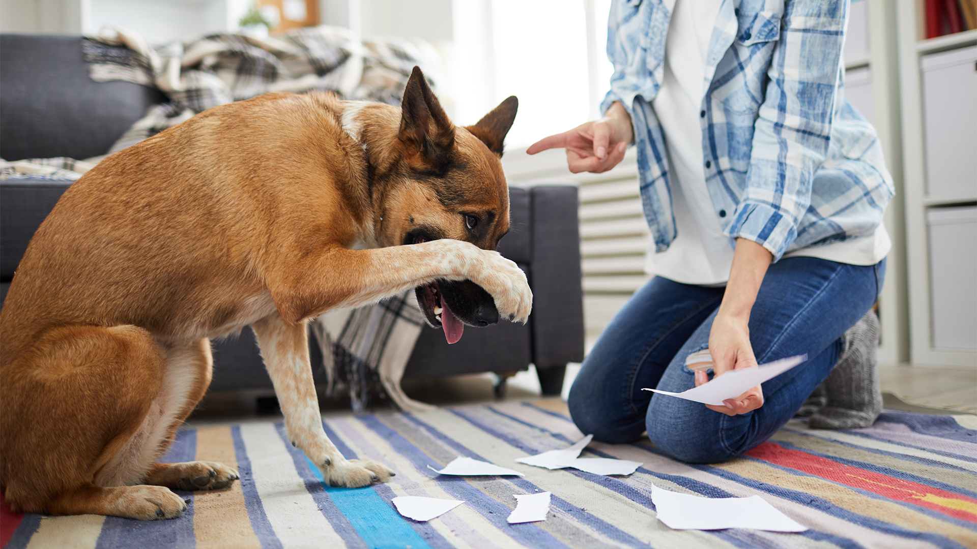 The Dog Ate My Tax Return
